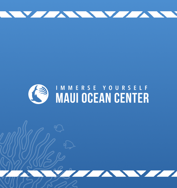 Maui Ocean Center Website Design and Development